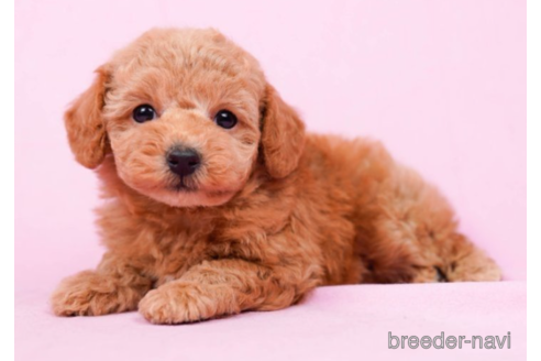 成約済の東京都のタイニープードル-222815の2枚目